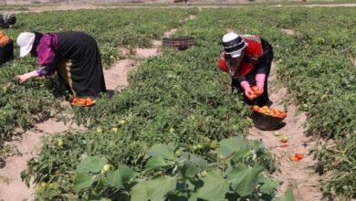 تغيرات الطقس تهدد الأمن الغذائي في اليمن مع استمرار الجفاف